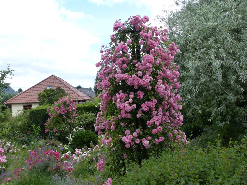 Das Bild zeigt eine Kletterose in Rosa in einem Garten am Rande der Stadt Haldensleben.
